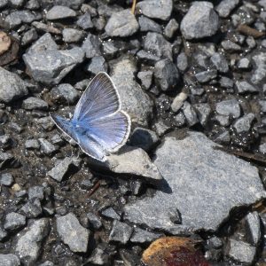 Polyommatus amandus (Schneider, 1792) Vogelwicken-Bläuling