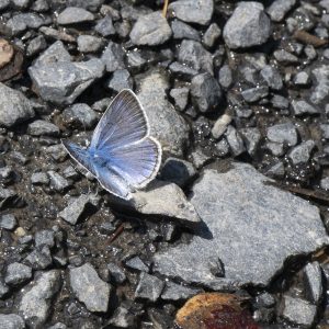 Polyommatus amandus (Schneider, 1792) Vogelwicken-Bläuling