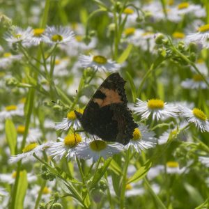 Aglais urticae (Linnaeus, 1758) Kleiner Fuchs