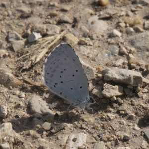 Celastrina argiolus (Linnaeus, 1758) Faulbaumbläuling