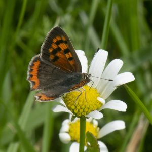 Lycaena phlaeas (Linnaeus, 1761) Kleiner Feuerfalter