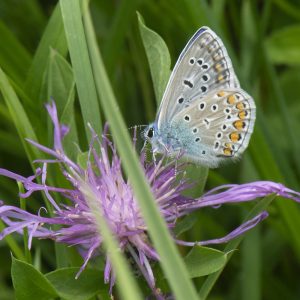 Polyommatus icarus (Rottemburg, 1775) Hauhechel-Bläuling