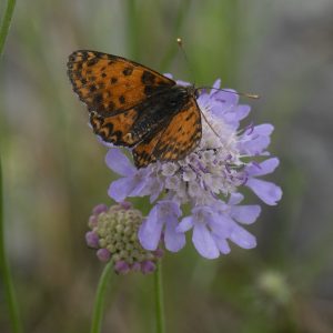 Melitaea didyma (Esper, 1778) Roter Scheckenfalter