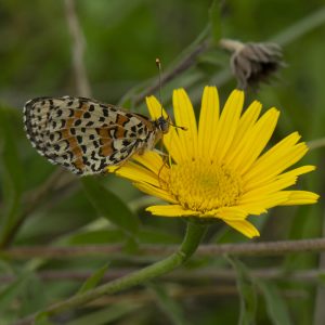 Melitaea didyma (Esper, 1778) Roter Scheckenfalter