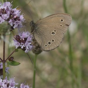 Aphantopus hyperantus (Linnaeus, 1758) Schornsteinfeger