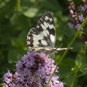 Melanargia galathea (Linnaeus, 1758) Schachbrett