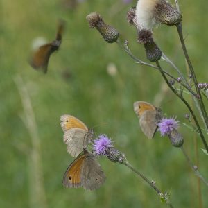 Maniola jurtina (Linnaeus, 1758) Großes Ochsenauge