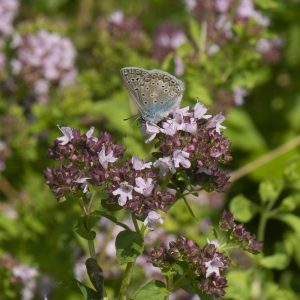 Polyommatus icarus (Rottemburg, 1775) Hauhechel-Bläuling