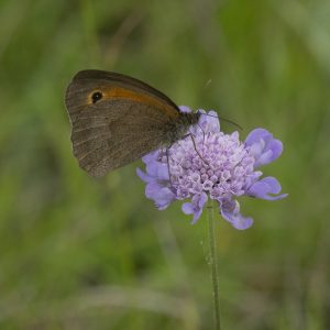 Maniola jurtina (Linnaeus, 1758) Großes Ochsenauge