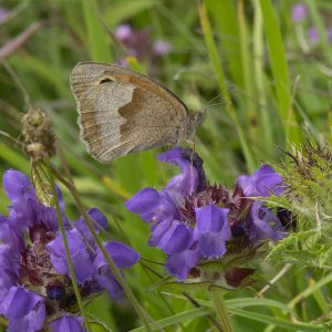 Maniola jurtina (Linnaeus, 1758) Großes Ochsenauge