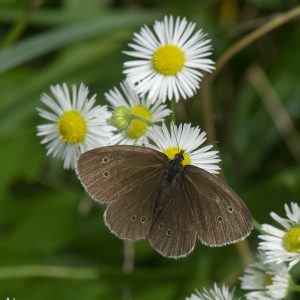 Aphantopus hyperantus (Linnaeus, 1758) Schornsteinfeger