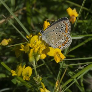 Polyommatus icarus (Rottemburg, 1775) Hauhechel-Bläuling