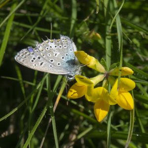 Polyommatus icarus (Rottemburg, 1775) Hauhechel-Bläuling