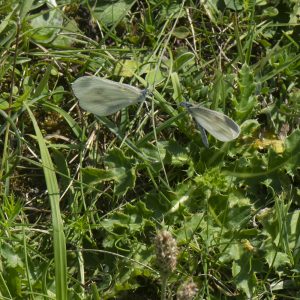 Leptidea juvernica (Williams, 1946) / sinapis (Linnaeus, 1758), Tintenfleck-Weißling