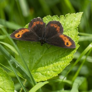 Erebia euryale (Esper, 1805) Weißbindiger Bergwald-Mohrenfalter