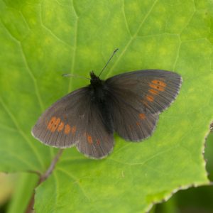 Erebia manto (Denis & Schiffermüller, 1775) Gelbgefleckter Mohrenfalter