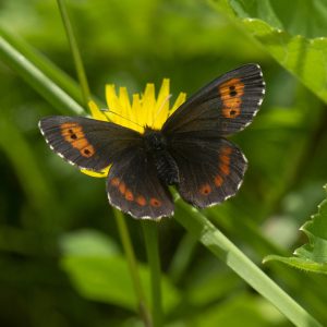 Erebia euryale (Esper, 1805) Weißbindiger Bergwald-Mohrenfalter