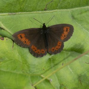 Erebia euryale (Esper, 1805) Weißbindiger Bergwald-Mohrenfalter