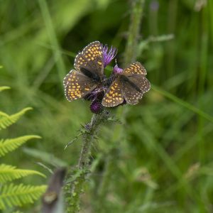 Melitaea athalia (Rottemburg, 1775) Wachtelweizen-Scheckenfalter, Gemeiner Scheckenfalter