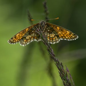 Melitaea athalia (Rottemburg, 1775) Wachtelweizen-Scheckenfalter, Gemeiner Scheckenfalter