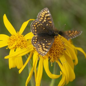 Melitaea athalia (Rottemburg, 1775) Wachtelweizen-Scheckenfalter, Gemeiner Scheckenfalter