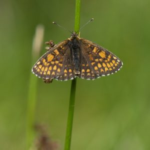 Melitaea athalia (Rottemburg, 1775) Wachtelweizen-Scheckenfalter, Gemeiner Scheckenfalter