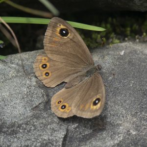 Lasiommata maera (Linnaeus, 1758) Braunauge