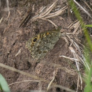 Lasiommata megera (Linnaeus, 1767) Mauerfuchs