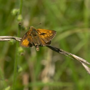 Ochlodes sylvanus (Esper, 1777) Rostfarbiger Dickkopffalter