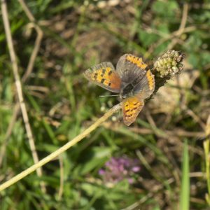 Lycaena phlaeas (Linnaeus, 1761) Kleiner Feuerfalter