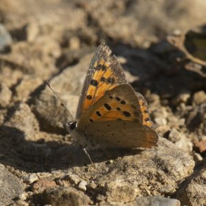 Lycaena phlaeas (Linnaeus, 1761) Kleiner Feuerfalter