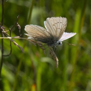 Polyommatus daphnis (Denis & Schiffermüller, 1775) Zahnflügel-Bläuling