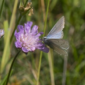 Polyommatus daphnis (Denis & Schiffermüller, 1775) Zahnflügel-Bläuling