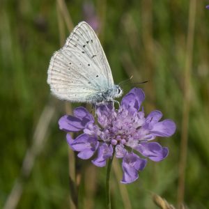 Polyommatus daphnis (Denis & Schiffermüller, 1775) Zahnflügel-Bläuling