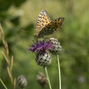 Speyeria aglaja (Linnaeus, 1758) Großer Perlmuttfalter