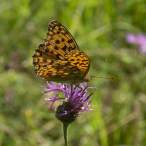 Fabriciana adippe (Denis & Schiffermüller, 1775) Feuriger Perlmuttfalter