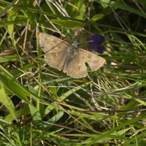 Erynnis tages (Linnaeus, 1758) Kronwicken-Dickkopffalter