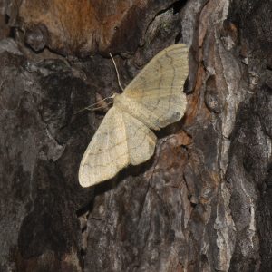 Idaea aversata (Linnaeus, 1758) Dunkelbindiger Doppellinien-Zwergspanner, Breitgebänderter Staudenspanner