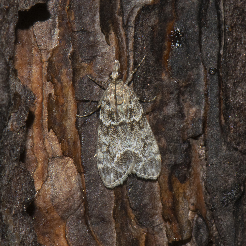 Eudonia mercurella (Linnaeus, 1758) Kleiner Grauzünsler