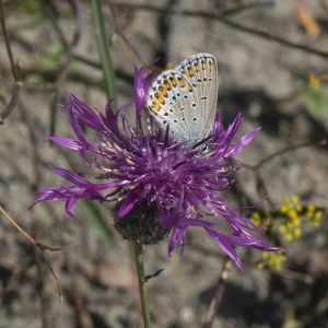 Plebejus argyrognomon (Bergsträsser, 1779) Kronwicken-Bläuling