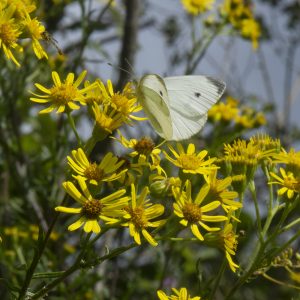 Pieris rapae (Linnaeus, 1758) Kleiner Kohlweißling