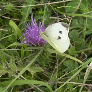 Pieris rapae (Linnaeus, 1758) Kleiner Kohlweißling