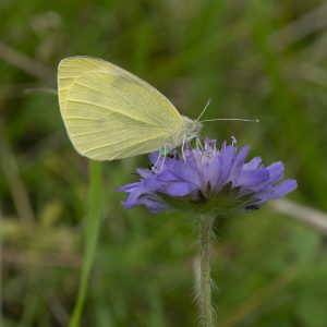 Pieris rapae (Linnaeus, 1758) Kleiner Kohlweißling