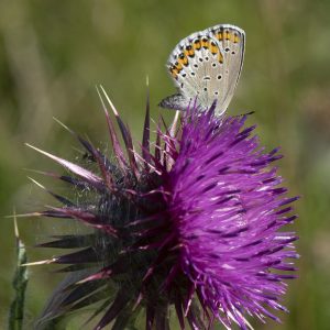 Plebejus argyrognomon (Bergsträsser, 1779) Kronwicken-Bläuling