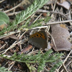 Lycaena phlaeas (Linnaeus, 1761) Kleiner Feuerfalter