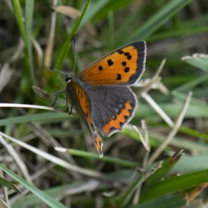 Lycaena phlaeas (Linnaeus, 1761) Kleiner Feuerfalter