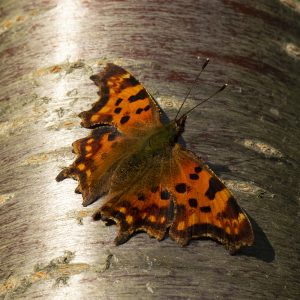 Polygonia c-album (Linnaeus, 1758) C-Falter