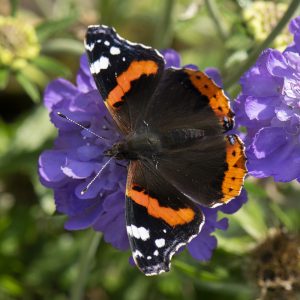 Vanessa atalanta (Linnaeus, 1758) Admiral