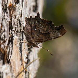 Polygonia c-album (Linnaeus, 1758) C-Falter