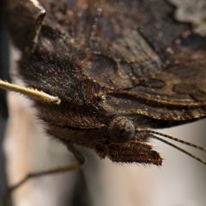 Polygonia c-album (Linnaeus, 1758) C-Falter